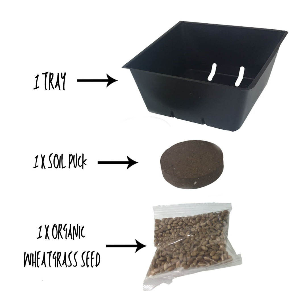 Organic Cat Grass Kit with Tray and Wheatgrass Seed O2809