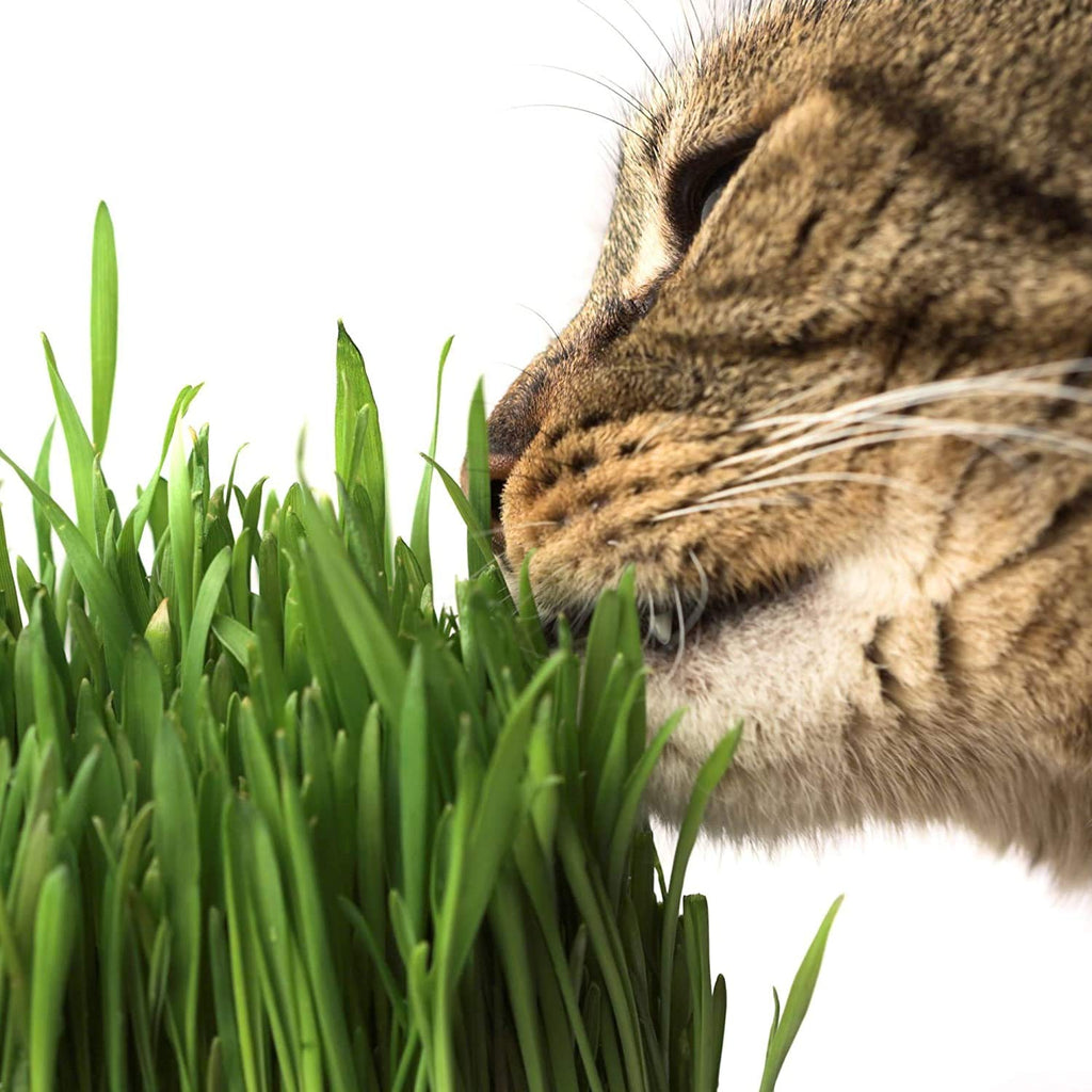 Organic Cat Grass Kit with Tray and Wheatgrass Seed O2809