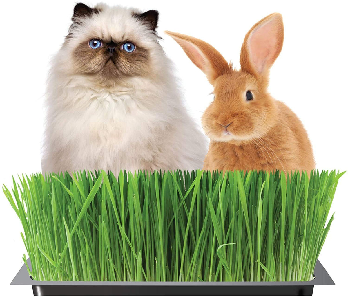 Organic Cat Grass Kit with Tray and Wheatgrass Seed O2809